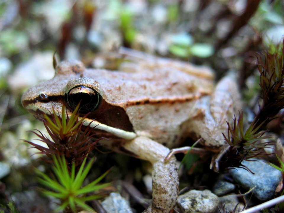 A young wood frog.