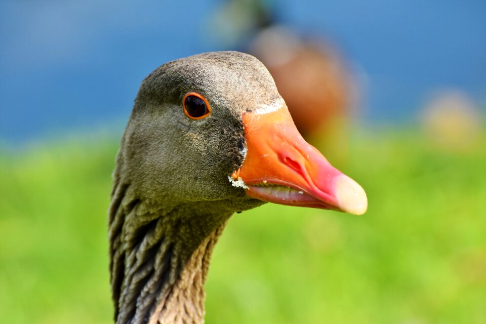 Bill domestic goose plumage