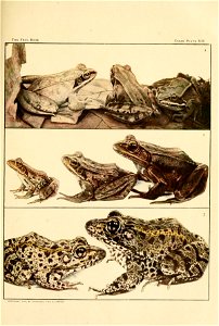 To show change of color in three North American frogs. 
(1) THE EASTERN WOOD FROG [Rana sylvatica Le Conte. Providence, R. I.] Any individual frog may be brown of so dark a shade that it is nearly bla