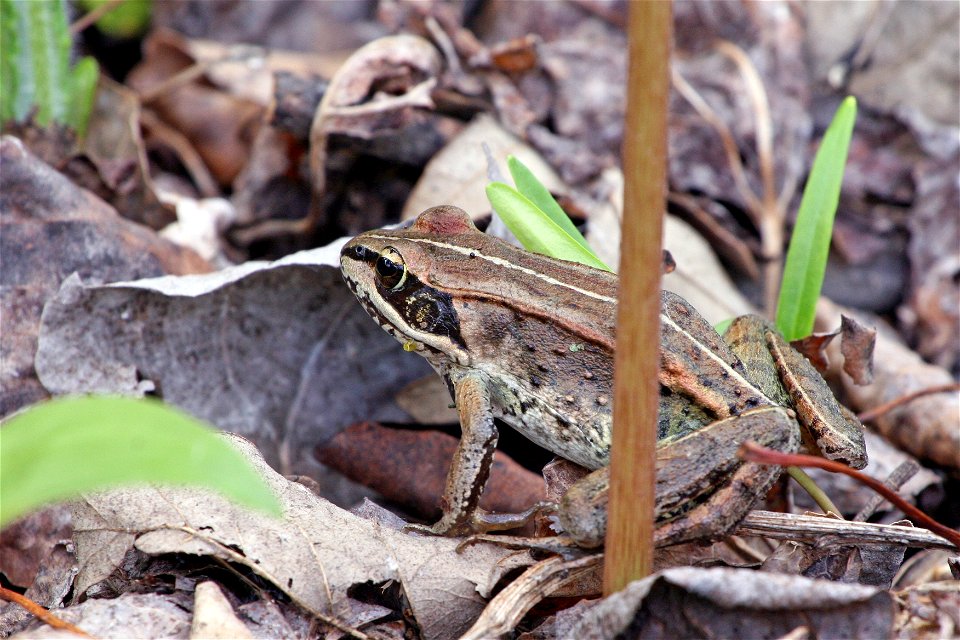 A distinguishing characteristic of the wood frog is the dark mask around its eyes.

Photo Credit:  Gary Eslinger/USFWS