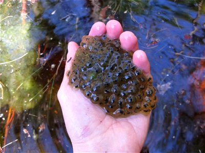 Wood frog egg mass at Assabet River National Wildlife Refuge.

Credit: Zachary Cava/USFWS

Assabet River National Wildlife Refuge is part of the Eastern Massachusetts National Wildlife Refuge Complex.