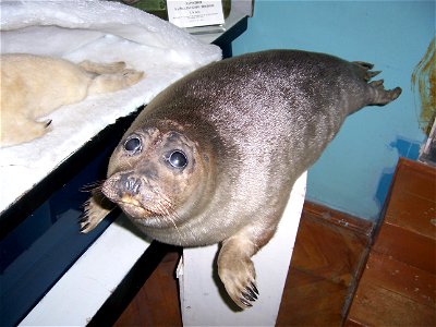 Baikal seal in the Baikal museum in Listwjanka