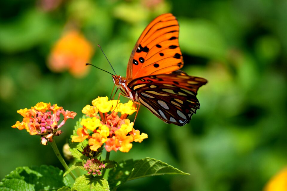 Beauty nature butterfly garden