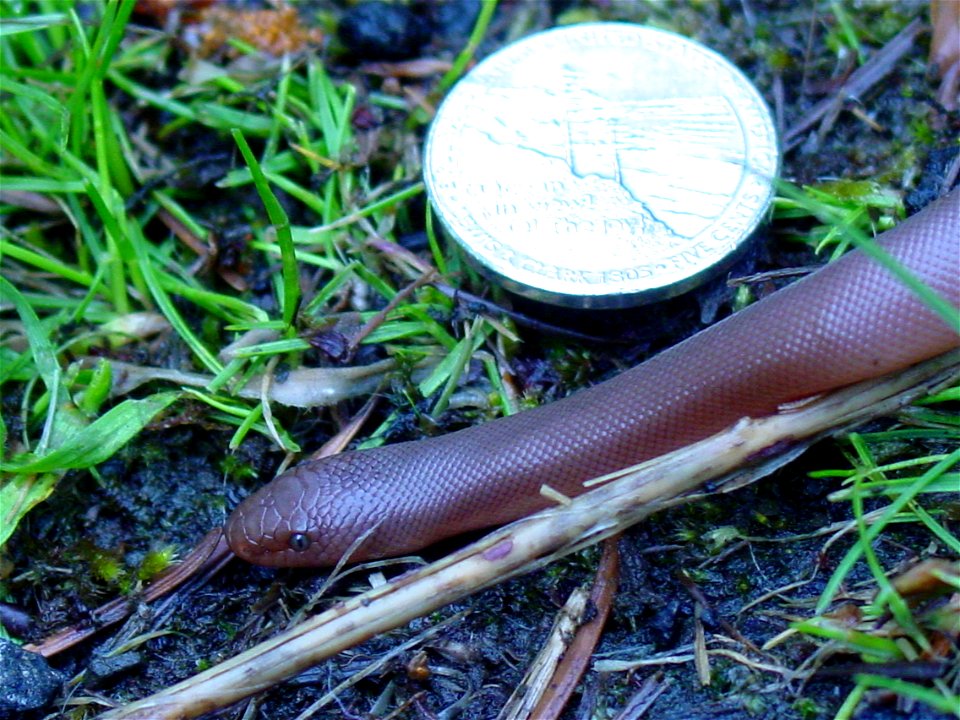 Small Rubber Boa near Multnomah Falls, Oregon, United States.  Shown with a US nickel for size comparison