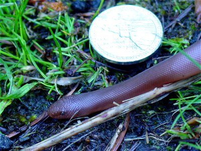 Small Rubber Boa near Multnomah Falls, Oregon, United States.  Shown with a US nickel for size comparison