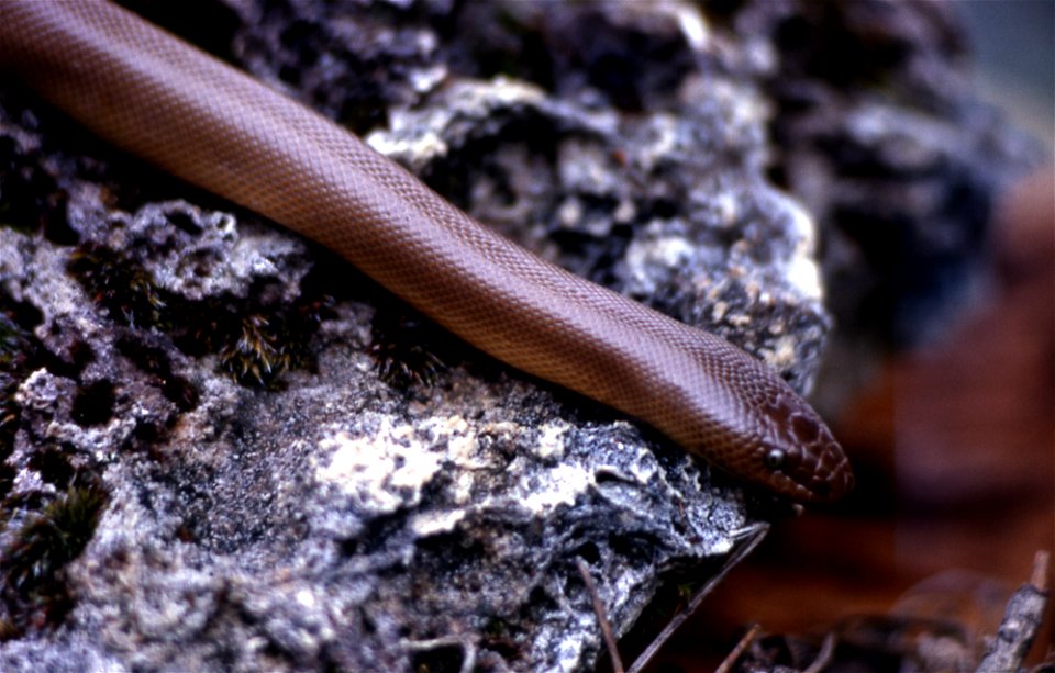Rubber Boa, Yellowstone National Park