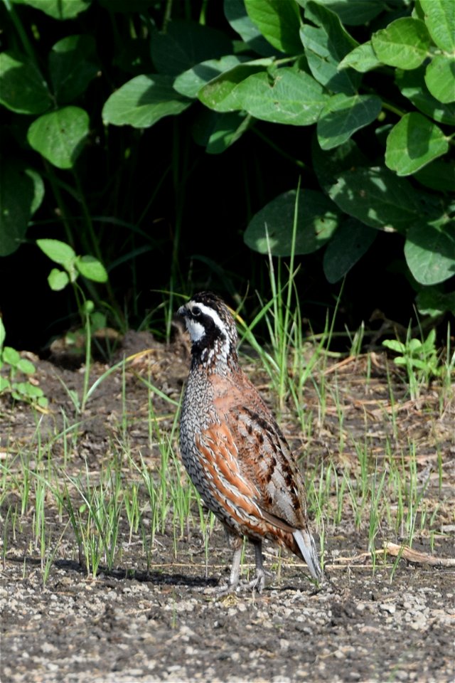 Alligator River National Wildlife Refuge is one of the places Bobwhite calls home. They nest on the ground and eat a diet consisting of insects, leaves and seeds. One of their calls really does sound 