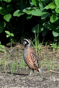 Alligator River National Wildlife Refuge is one of the places Bobwhite calls home. They nest on the ground and eat a diet consisting of insects, leaves and seeds. One of their calls really does sound 