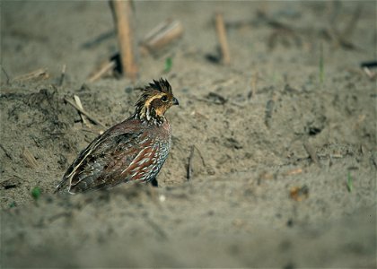 Bobwhite quail on Project Wings site in Georgia.  Project implemented by NRCS, RC&D, and Georgia Power Company.