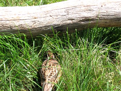 A Northern Bobwhite at the Oklahoma City Zoo.
