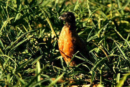 Masked Bobwhite, Colinus virginianus ridgwayi
