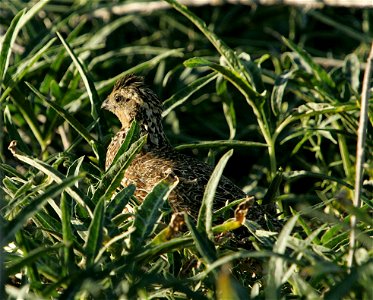 Masked Bobwhite, Colinus virginianus ridgwayi