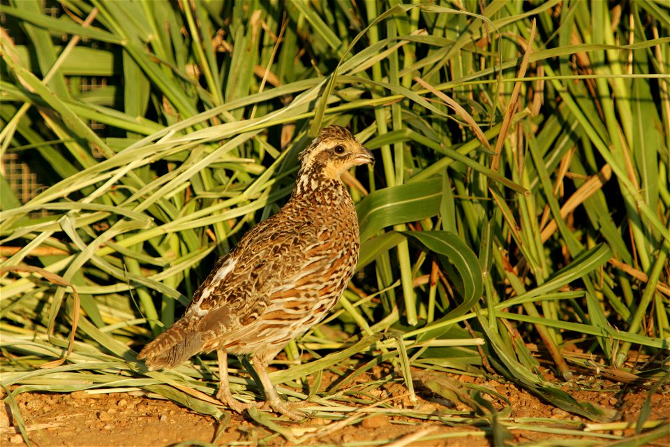 Masked Bobwhite, Colinus virginianus ridgwayi