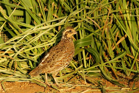 Masked Bobwhite, Colinus virginianus ridgwayi