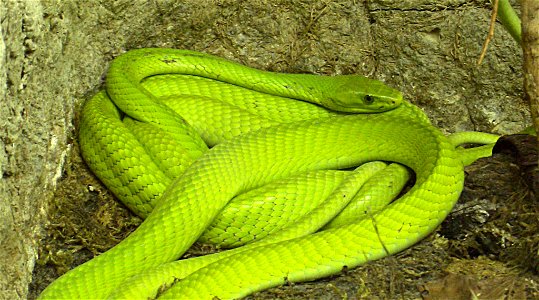Gewöhnliche Mamba  (Dendroaspis angusticeps)