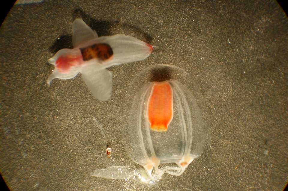 Zooplankton. Clione limacina, a shell-less cold water gastropod and what appears to be a small comb jellyfish.