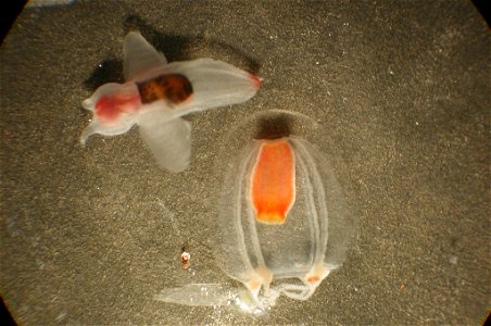 Zooplankton. Clione limacina, a shell-less cold water gastropod and what appears to be a small comb jellyfish.