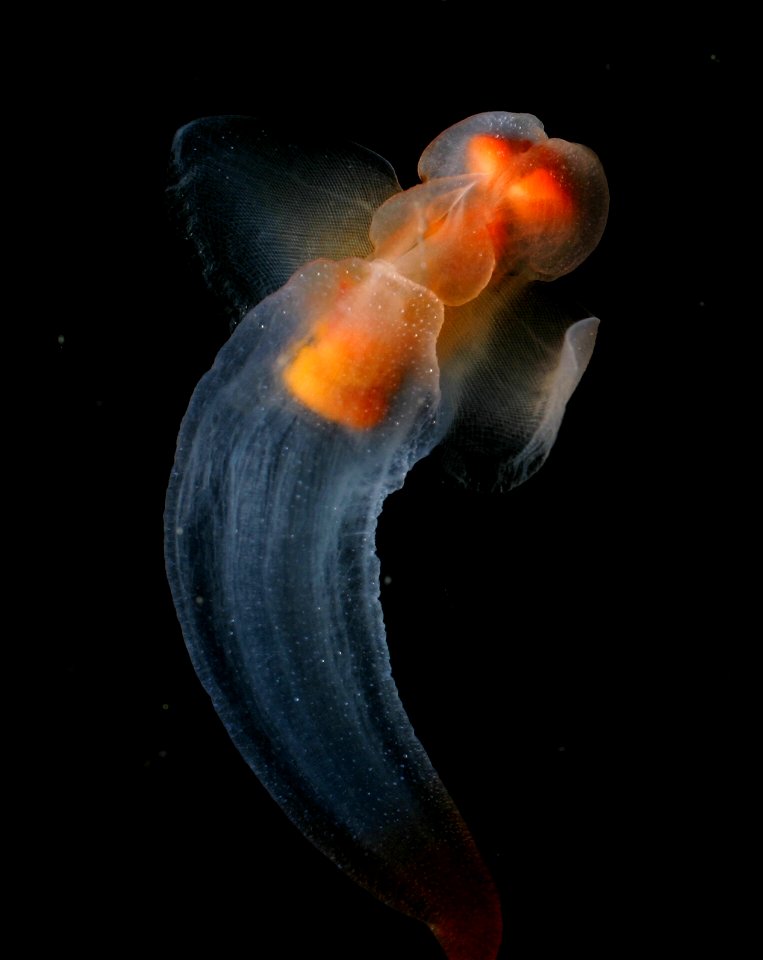 Clione, a shell-less snail known as the Sea Butterfly swims in the shallow waters beneath Arctic ice. Photo from the Beaufort Sea, north of Point Barrow (Alaska)