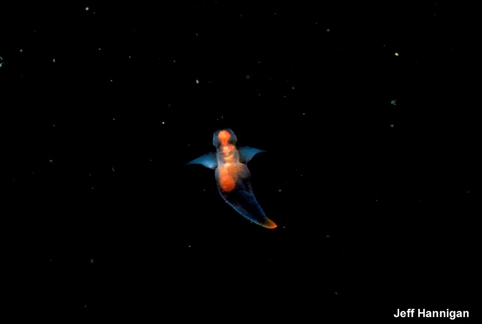 A photograph of shell-less gastropod called sea butterfly Clione limacina (Gastropoda: Gymnosomata). The specimen is "flying" in the water column using a pair of diminutive "wings" – parapodia.