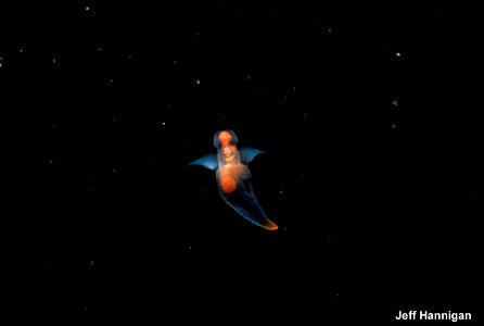A photograph of shell-less gastropod called sea butterfly Clione limacina (Gastropoda: Gymnosomata). The specimen is "flying" in the water column using a pair of diminutive "wings" – parapodia.