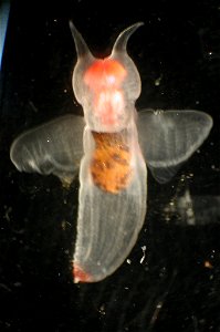 Sea angel (Clione limacina).