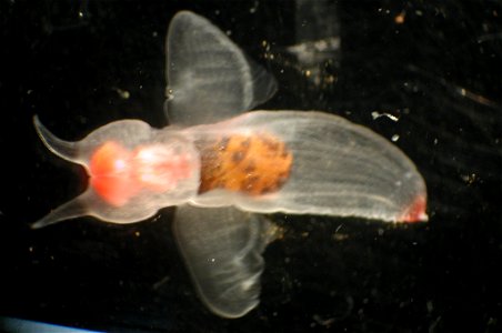 Zooplankton. Clione limacina, a shell-less cold water gastropod.