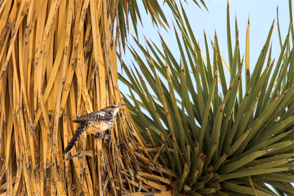 Cactus wren (Campylorhynchus brunneicapillus), Joshua Tree National Park. NPS/Brad Sutton