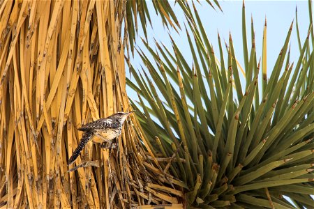 Cactus wren (Campylorhynchus brunneicapillus), Joshua Tree National Park. NPS/Brad Sutton
