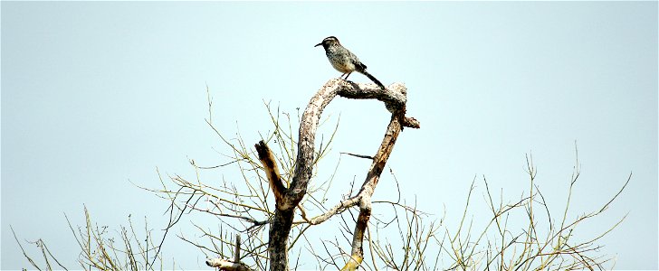 Birds in Joshua Tree National Park: Cactus wren (Campylorhynchus brunneicapillus)
