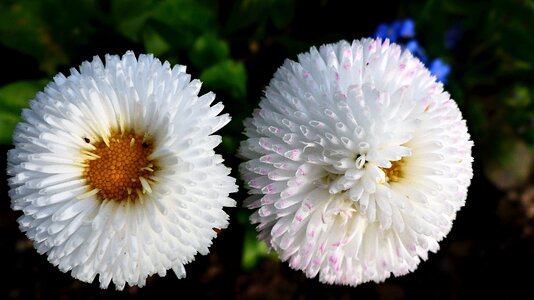 Summer garden spring