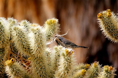 Birds in Joshua Tree National Park: Cactus wren (Campylorhynchus brunneicapillus) building a nest