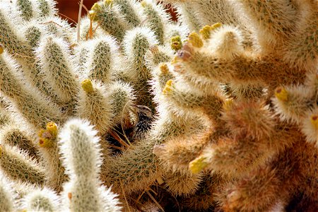 Birds in Joshua Tree National Park: Cactus wren (Campylorhynchus brunneicapillus) building a nest