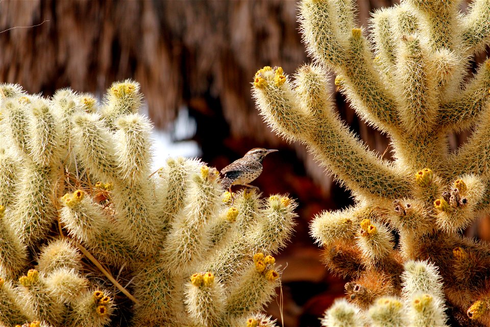 Birds in Joshua Tree National Park: Cactus wren (Campylorhynchus brunneicapillus) building a nest