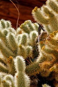 Birds in Joshua Tree National Park: Cactus wren (Campylorhynchus brunneicapillus) building a nest