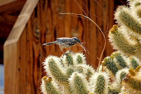 Birds in Joshua Tree National Park: Cactus wren (Campylorhynchus brunneicapillus) building a nest