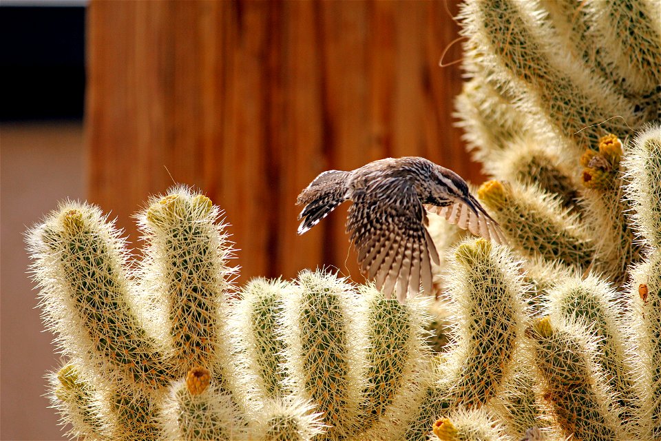 Birds in Joshua Tree National Park: Cactus wren (Campylorhynchus brunneicapillus) building a nest