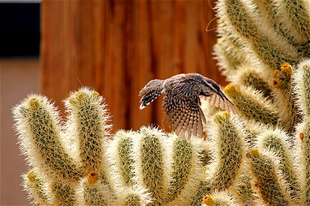 Birds in Joshua Tree National Park: Cactus wren (Campylorhynchus brunneicapillus) building a nest