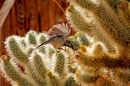 Birds in Joshua Tree National Park: Cactus wren (Campylorhynchus brunneicapillus) building a nest
