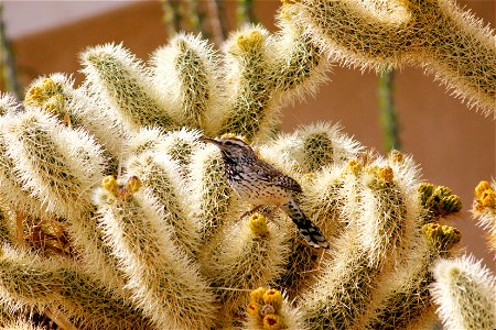 Cactus Wren (Campylorhynchus brunneicapillus) on teddybear cholla (Cylindropuntia bigelovii), Joshua Tree National Park. NPS/Brad Sutton photo