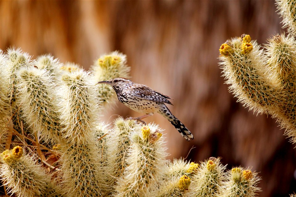 Cactus Wren (Campylorhynchus brunneicapillus) on teddybear cholla (Cylindropuntia bigelovii), Joshua Tree National Park. NPS/Brad Sutton