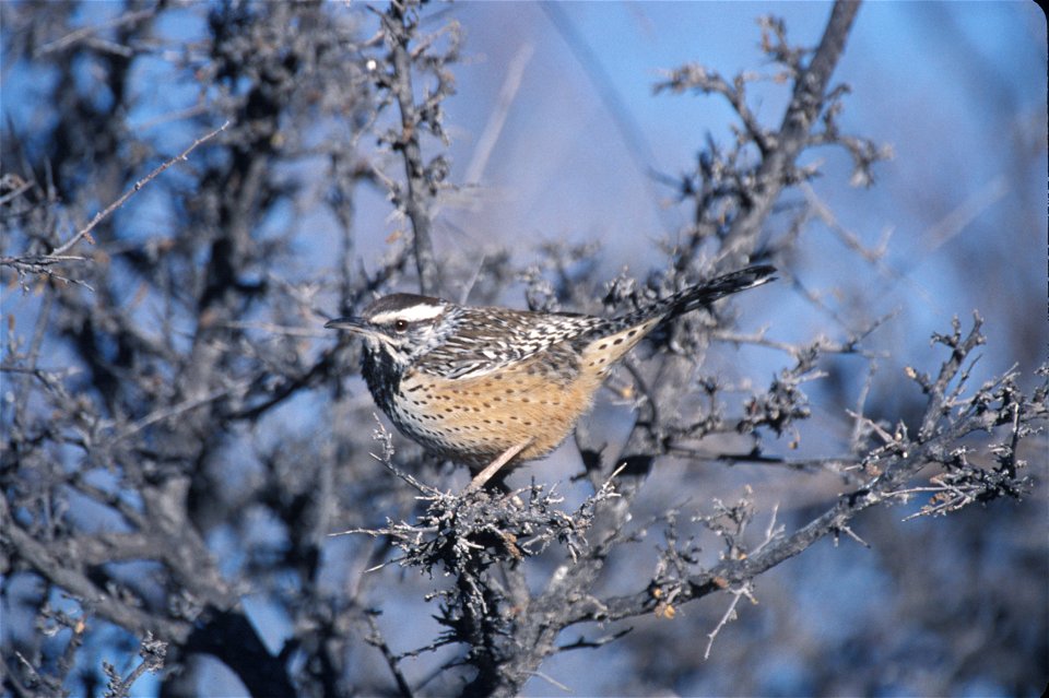 Camphlorhynchus brunneicapillus NBII