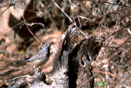 Campylorhynchus brunneicapillus: Cactus wren perched on a piece of wood photo