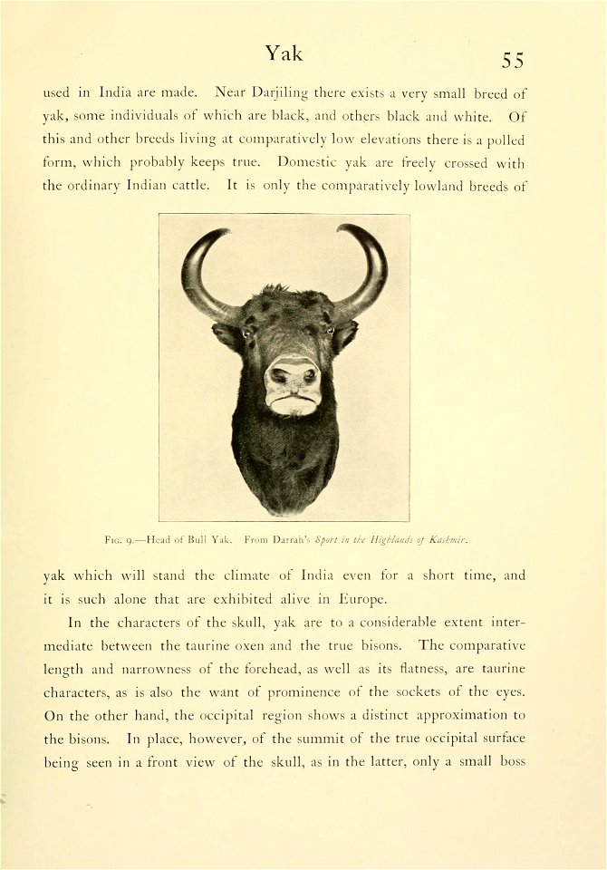 55 
Yak 
... 
Fig. 9.—Head of Bull Yak. From Darrah's "Sport in the Highlands of Kashmir." 

...