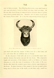 55 Yak ... Fig. 9.—Head of Bull Yak. From Darrah's "Sport in the Highlands of Kashmir." ... photo