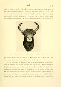 55 
Yak 
... 
Fig. 9.—Head of Bull Yak. From Darrah's "Sport in the Highlands of Kashmir." 

...