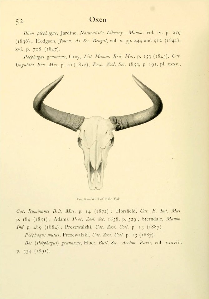 52 
Oxen 
... 
Fig. 8.— Skull of male Yak. 

...