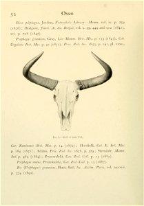 52 Oxen ... Fig. 8.— Skull of male Yak. ... photo
