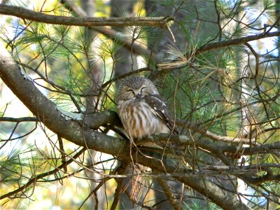 Northern Saw-whet Owl at Rachel Carson National Wildlife Refuge.

Credit: Bri Rudinsky/USFWS                         

http://www.fws.gov/refuge/rachel_carson/

https://www.facebook.com/usfwsnortheast