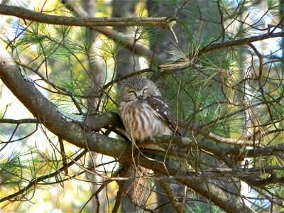 Northern Saw-whet Owl at Rachel Carson National Wildlife Refuge. Credit: Bri Rudinsky/USFWS http://www.fws.gov/refuge/rachel_carson/ https://www.facebook.com/usfwsnortheast photo