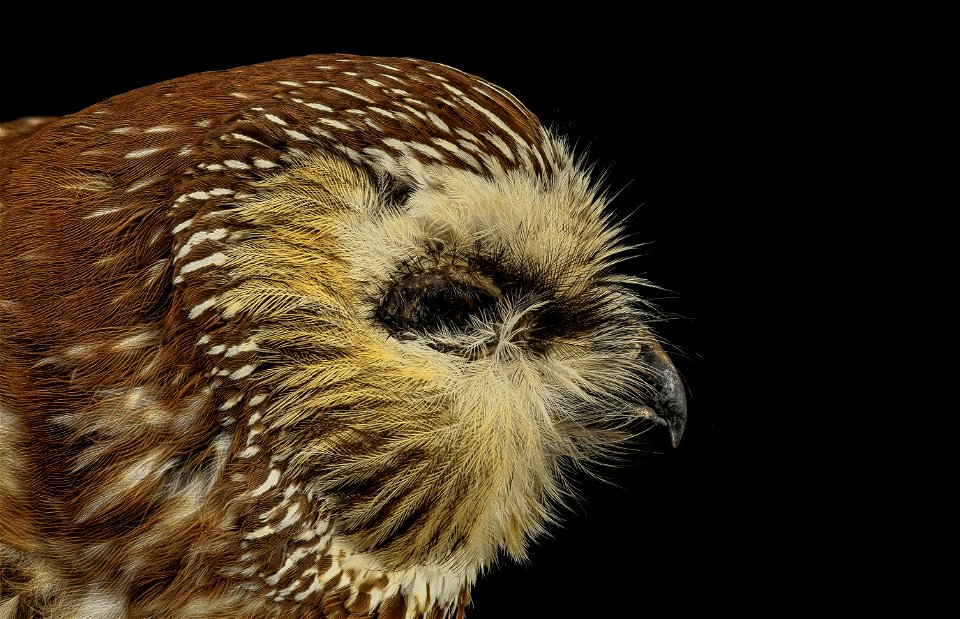 Aegolius acadicus, the Norther Saw-whet owl.  Look at the different feathers that occur around the eye and around the facial disk to increase their ability to hear, but not loose heat.  This one unfor